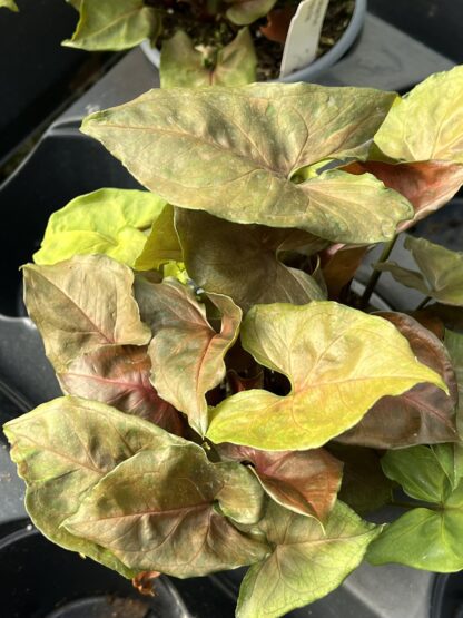 Syngonium podophyllum 'Regina Red'