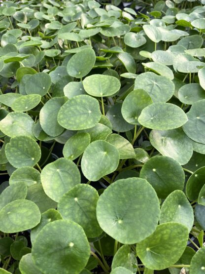 Pilea peperomioides, Chinese Money Plant - Image 2