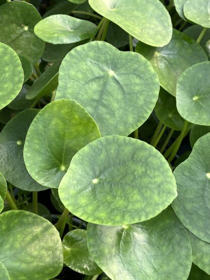Pilea peperomioides, Chinese Money Plant - Image 3
