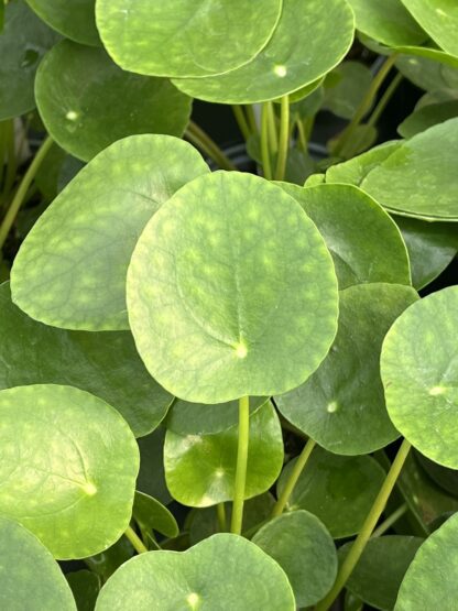 Pilea peperomioides, Chinese Money Plant - Image 4
