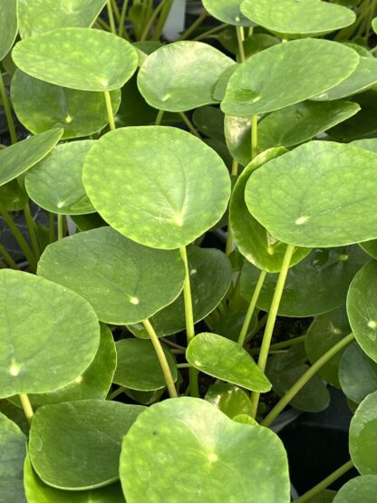Pilea peperomioides, Chinese Money Plant - Image 5