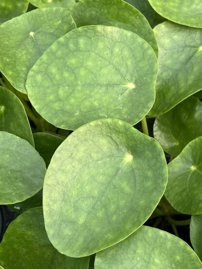 Pilea peperomioides, Chinese Money Plant - Image 6