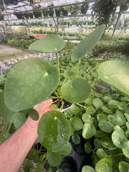 Pilea peperomioides, Chinese Money Plant - Image 7