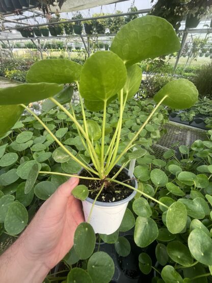 Pilea peperomioides, Chinese Money Plant - Image 8