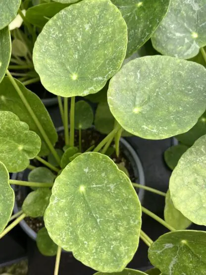 Pilea peperomioides, Variegated Money Plant ‘Sugar’ - Image 3
