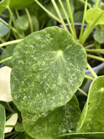 Pilea peperomioides, Variegated Money Plant ‘Sugar’ - Image 4