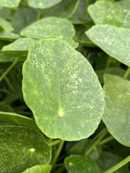 Pilea peperomioides, Variegated Money Plant ‘Sugar’ - Image 5