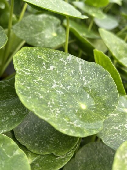 Pilea peperomioides, Variegated Money Plant ‘Sugar’ - Image 6