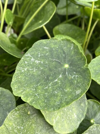 Pilea peperomioides, Variegated Money Plant ‘Sugar’ - Image 7