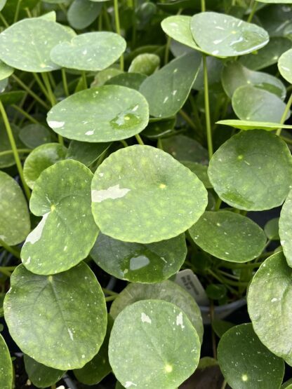 Pilea peperomioides, Variegated Money Plant ‘White Splash’ - Image 4