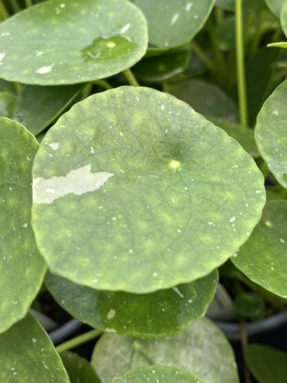 Pilea peperomioides, Variegated Money Plant ‘White Splash’ - Image 5