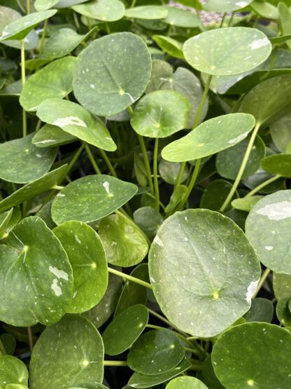 Pilea peperomioides, Variegated Money Plant ‘White Splash’ - Image 6