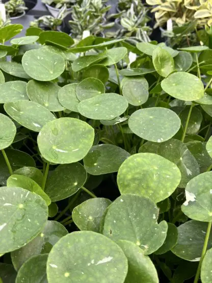 Pilea peperomioides, Variegated Money Plant ‘White Splash’ - Image 7