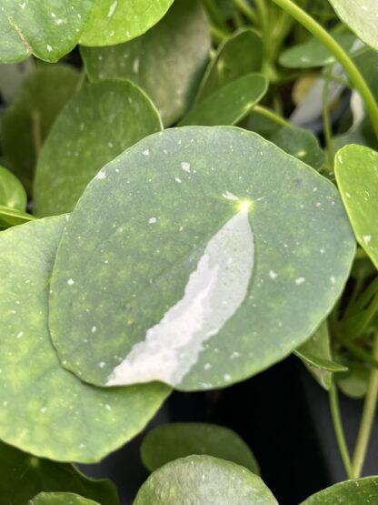 Pilea peperomioides, Variegated Money Plant ‘White Splash’ - Image 8