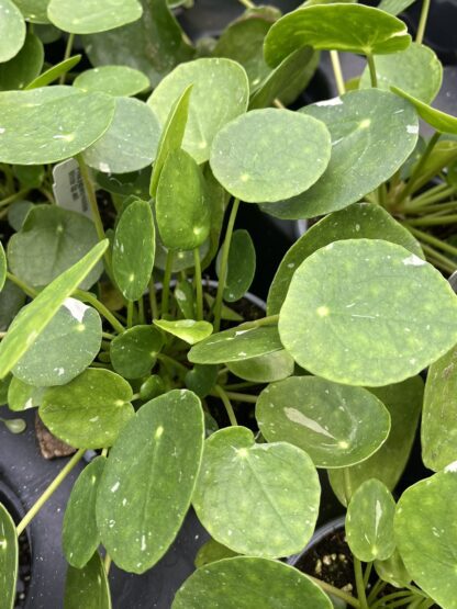 Pilea peperomioides, Variegated Money Plant ‘White Splash’ - Image 9