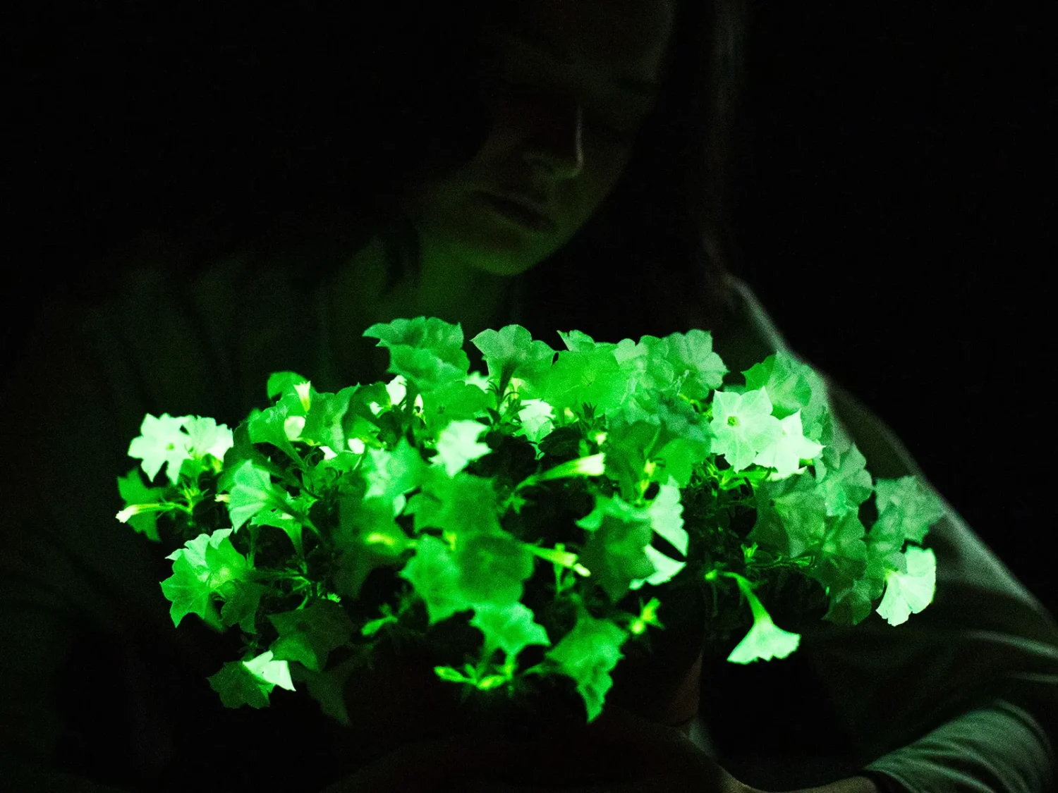 The Glow-in-the-Dark Firefly Petunia