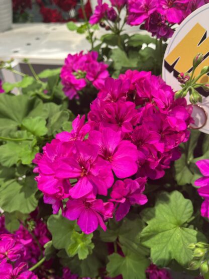 Geranium (Pelargonium), Calliope Cascade Violet