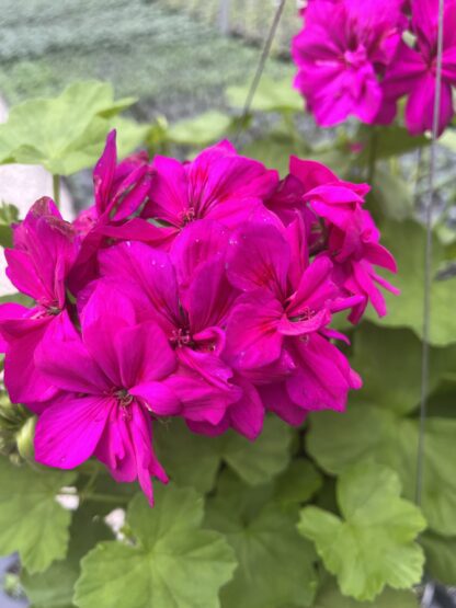 Geranium (Pelargonium), Calliope Cascade Violet