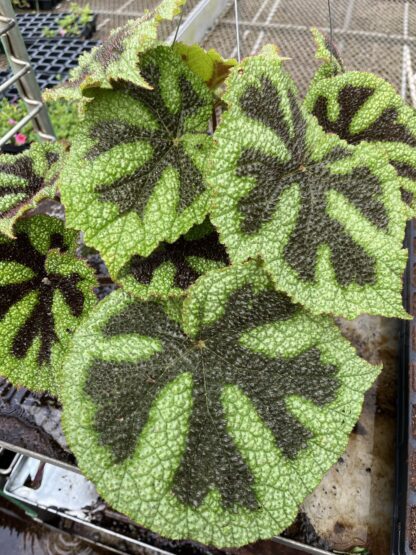 Begonia masoniana 'Iron Cross'