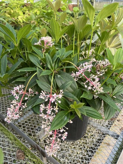 Medinilla myriantha 'Malaysian Orchid'