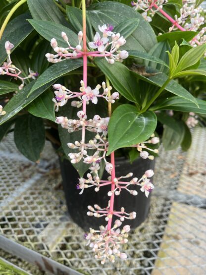 Medinilla myriantha 'Malaysian Orchid'