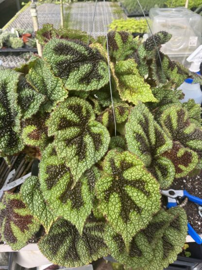 Begonia masoniana 'Iron Cross'