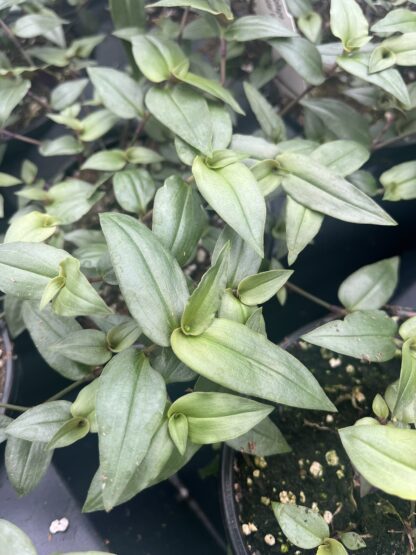 Gibasis geniculata 'Tahitian Bridal Veil'