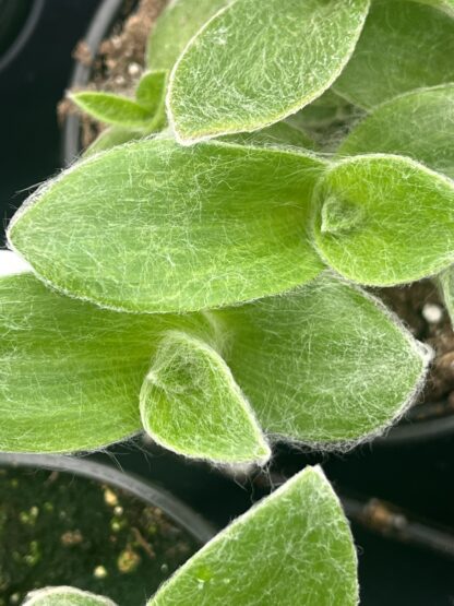 Tradescantia sillamontana 'Fuzzy Green'