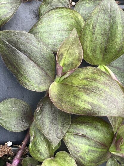 Tradescantia zebrina ‘Purpusii’