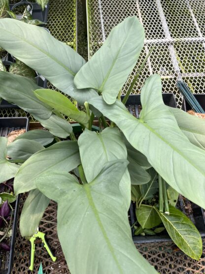 Philodendron hastatum 'Silver Sword'