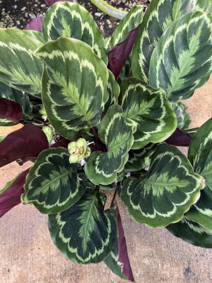 Calathea roseopicta 'Medallion'