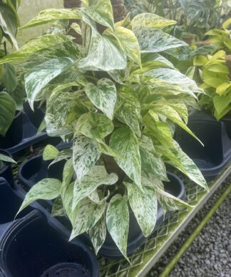 Epipremnum aureum 'Marble Queen'