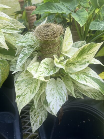 Epipremnum aureum 'Marble Queen'