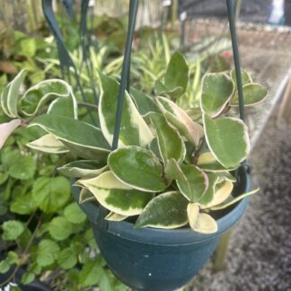 Hoya carnosa 'Krimson Queen'