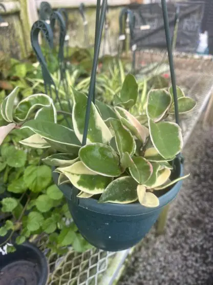 Hoya carnosa 'Krimson Queen'