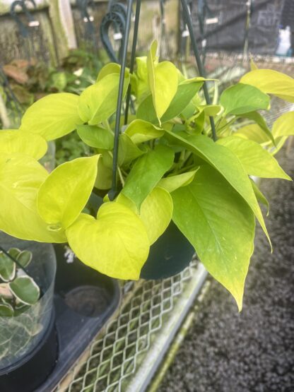 Epipremnum aureum 'Neon Golden'