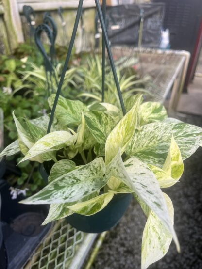 Epipremnum aureum 'Marble Queen'