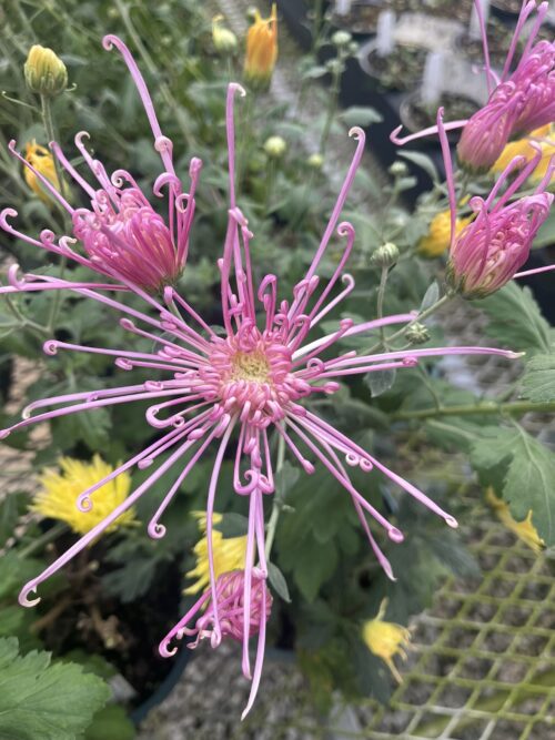 Chrysanthemum 'Fleur De Lis'