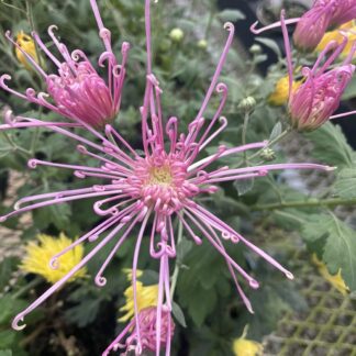 Chrysanthemum 'Fleur De Lis'