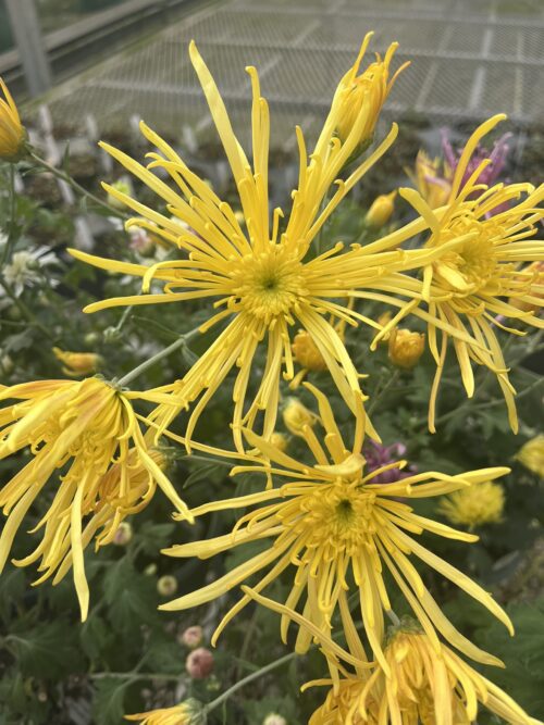 Chrysanthemum 'Yellow Knight'