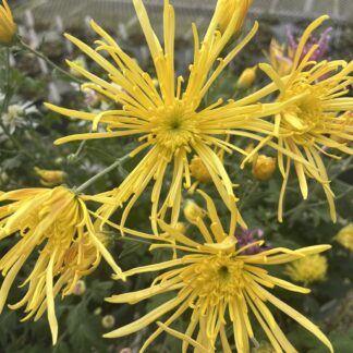 Chrysanthemum 'Yellow Knight'