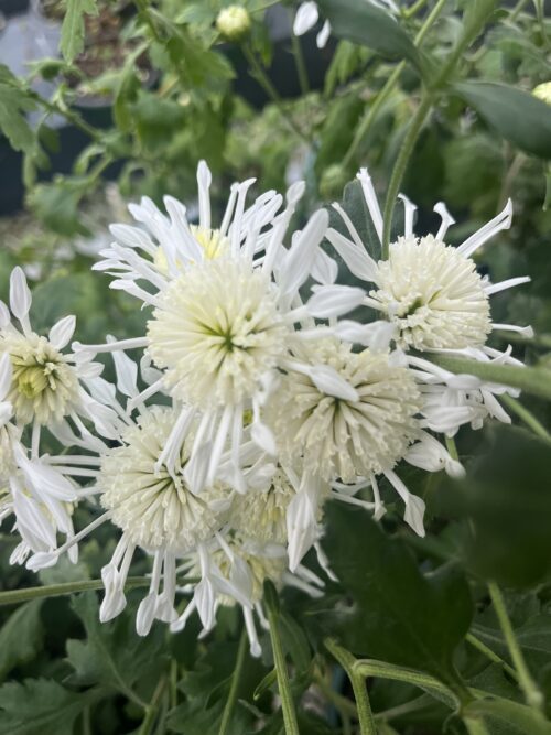 Chrysanthemum 'Vesuvio'