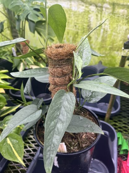 Epipremnum pinnatum 'Cebu Blue'