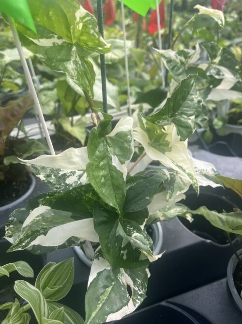 Syngonium podophyllum albo-variegatum, Variegated Arrowhead Vine