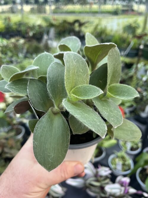 Tradescantia sillamontana 'Fuzzy Green'