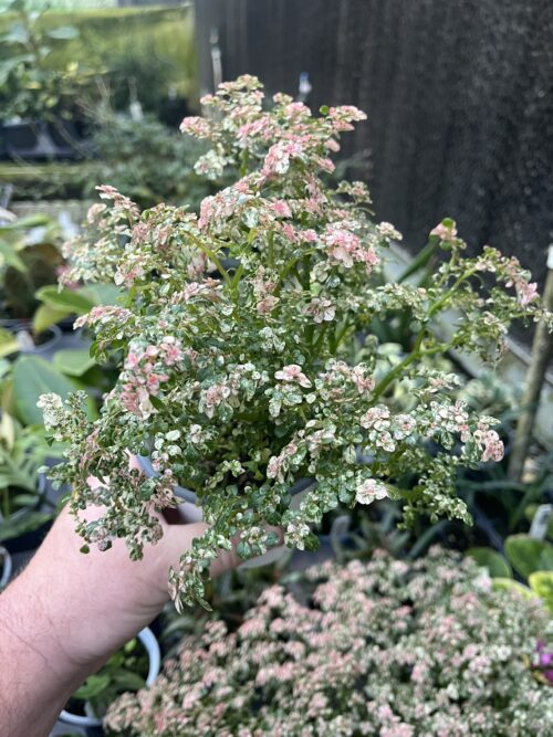 Pilea microphylla variegata, Variegated Artillery Fern