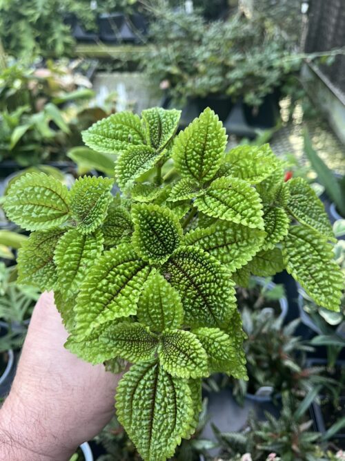 Pilea mollis, Moon Valley