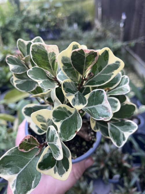 Ficus triangularis variegated