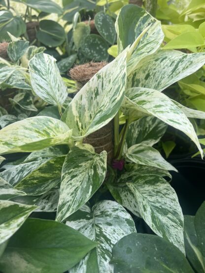 Epipremnum aureum 'Marble Queen'