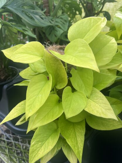 Epipremnum aureum 'Neon Golden'